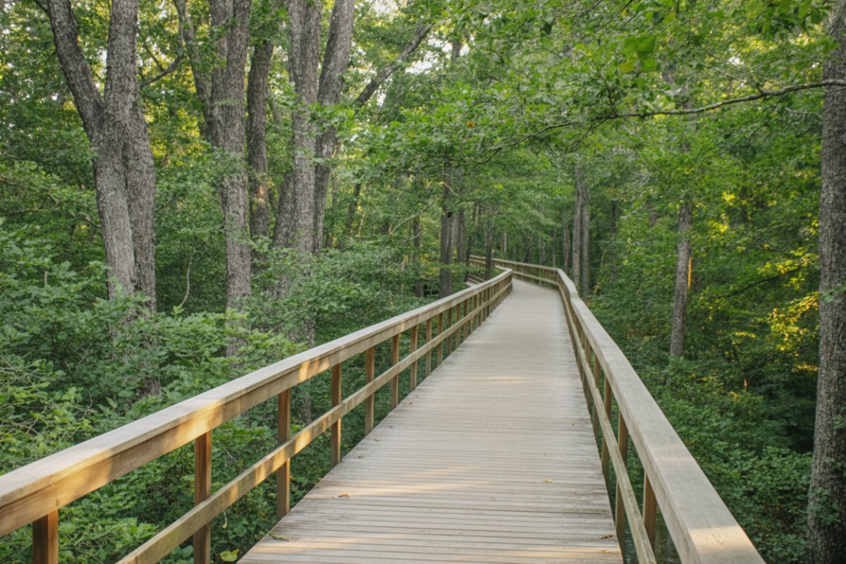 Träspång genom grönskande skog i Uppsalaområdet