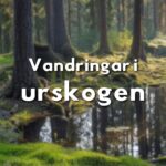 Stämningsfull skogsmiljö vid tjärn med texten "Vandringar i urskogen".