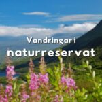 Blommande mjölkört och fjällvy med texten "Vandringar i naturreservat".