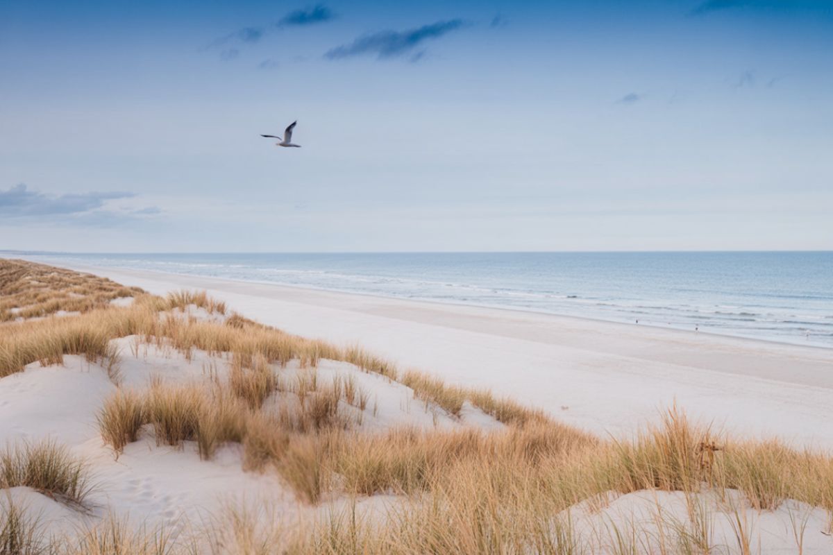 Sanddyner vid en lång, öde sandstrand och hav, med en mås som flyger över stranden.