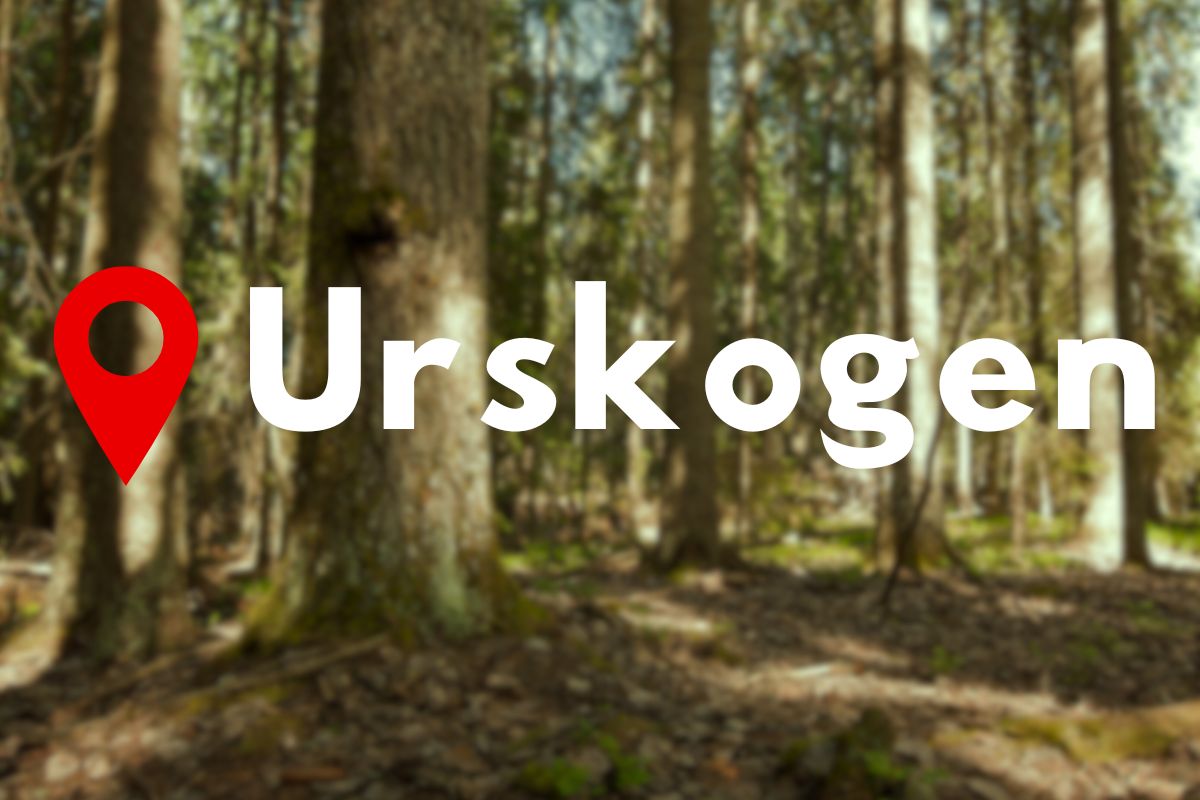 Vandring med urskog Vildmarknaden.se Vandring genom ljus urskog med grova trädstammar och naturligt ljusinsläpp.